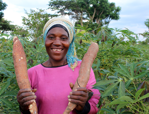 Saada Mkuyu, a cassava seed entrepreneur holding cassava roots in her cassava seed farm. (Photo credit: Gloriana Ndibalema)
