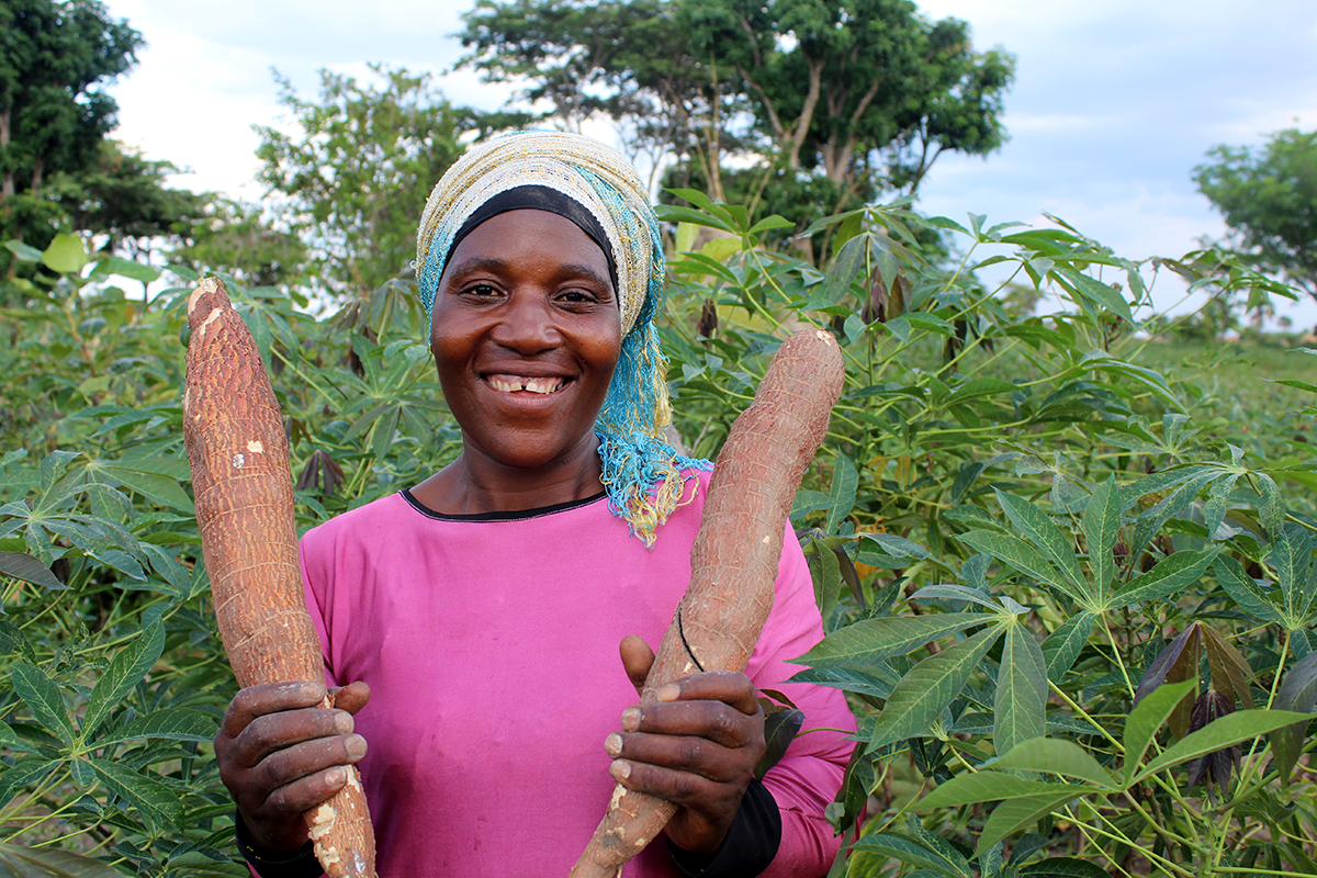 Saada Mkuyu, a cassava seed entrepreneur holding cassava roots in her cassava seed farm. (Photo credit: Gloriana Ndibalema) 