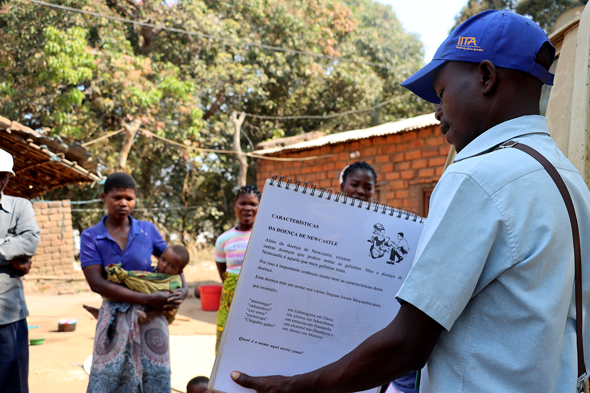Young leader on a community association for breeding and selling Boschveld chickens in Gurúè.
