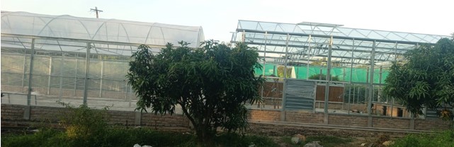 Screen (left)/glass (right) house for BBTV phenotyping