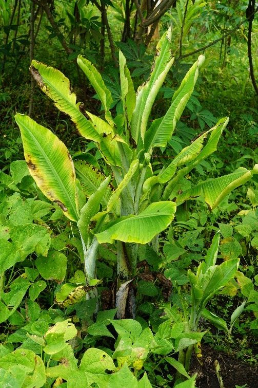 BBTV infected banana plants