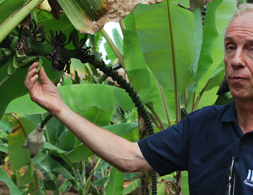 Professor Rony Swennen on a banana field.