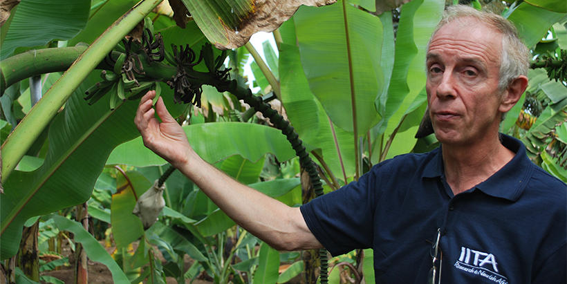 Professor Rony Swennen on a banana field.
