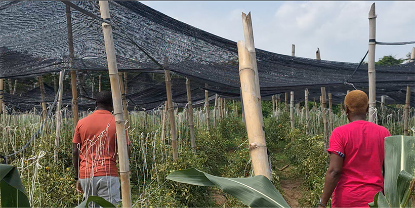 Tomatoes farm at Ajaja farm settlement in Oyo State.