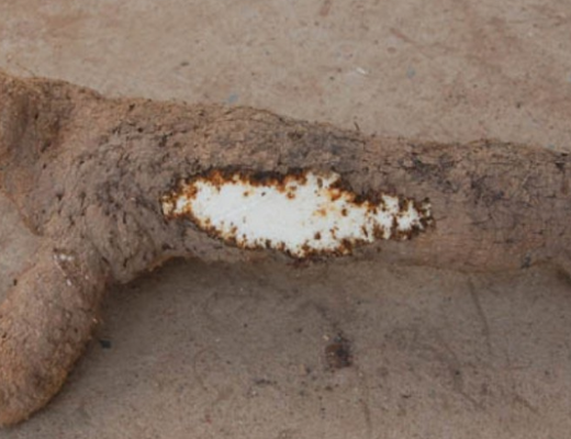 Infected yam tuber.