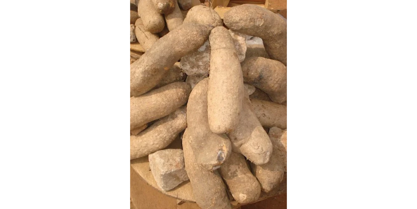 Yam tubers in the market.