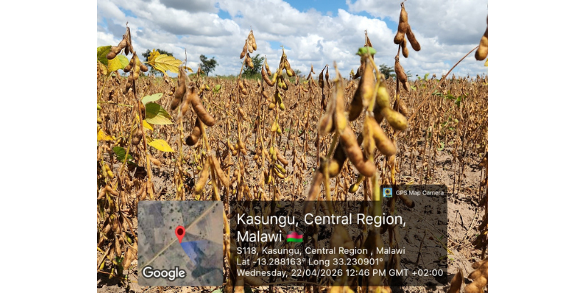 Close-up shot of mature, pod-heavy soybean plants at the Kasungu demo site in Malawi.