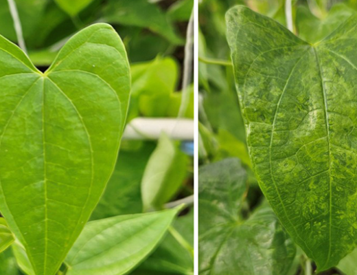 Yams without (left) and with (right) virus symptoms, but both plants contain integrated endogenous pararetroviral sequences (EPRVs). The mosaic symptoms on the right are caused by the yam mosaic virus.