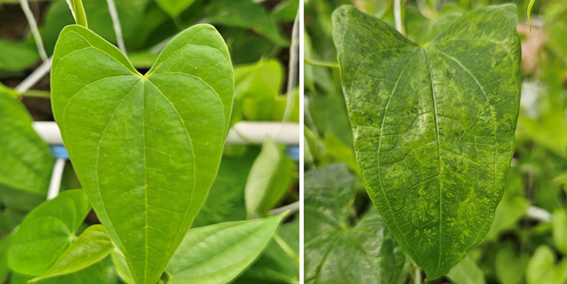 Yams without (left) and with (right) virus symptoms, but both plants contain integrated endogenous pararetroviral sequences (EPRVs). The mosaic symptoms on the right are caused by the yam mosaic virus.