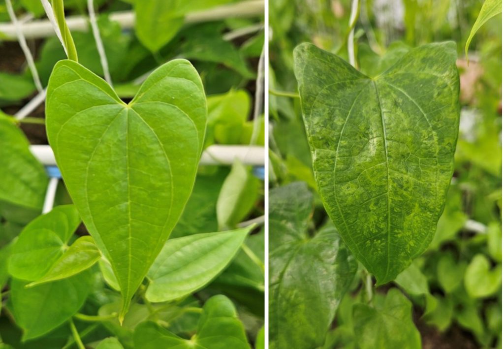 Yams without (left) and with (right) virus symptoms, but both plants contain integrated endogenous pararetroviral sequences (EPRVs). The mosaic symptoms on the right are caused by the yam mosaic virus. 