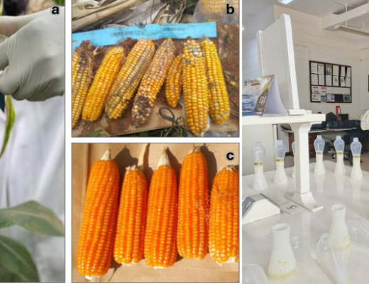 Field and laboratory evaluation of maize genotypes for resistance to aflatoxin accumulation. (a) Field inoculation of maize ears with a highly toxigenic Aspergillus flavus isolate; (b) susceptible genotype showing severe ear rot approximately one month after inoculation; (c) resistant genotype showing no visible ear rot at the same time point despite inoculation; and (d) extraction of aflatoxins from maize samples in the IITA Pathology and Mycotoxin Laboratory prior to quantification by thin-layer chromatography coupled with scanning densitometry.
