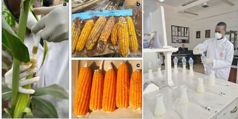 Field and laboratory evaluation of maize genotypes for resistance to aflatoxin accumulation. (a) Field inoculation of maize ears with a highly toxigenic Aspergillus flavus isolate; (b) susceptible genotype showing severe ear rot approximately one month after inoculation; (c) resistant genotype showing no visible ear rot at the same time point despite inoculation; and (d) extraction of aflatoxins from maize samples in the IITA Pathology and Mycotoxin Laboratory prior to quantification by thin-layer chromatography coupled with scanning densitometry.