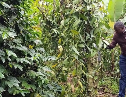 IITA-Uganda Field Technician inspects a vanilla plant in a coffee, vanilla, banana diversified farm during a field study